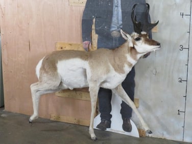 Lifesize Pronghorn *No Base* TAXIDERMY