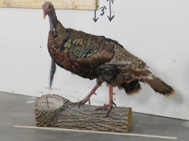 Lifesize Turkey on Branch Base TAXIDERMY