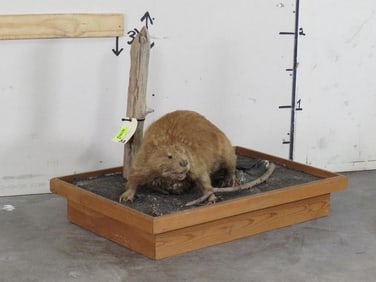 Vintage Lifesize Beaver on Base TAXIDERMY