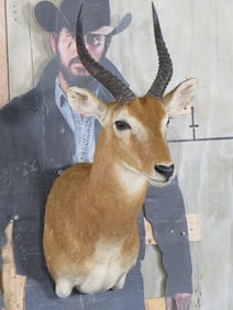 Puku Sh Mt TAXIDERMY