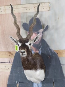 Blackbuck Sh Mt TAXIDERMY
