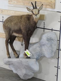 Lifesize Chamois on Base TAXIDERMY