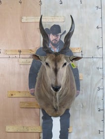 Eland Sh Mt TAXIDERMY
