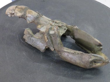 Very Nice (Nearly Complete)Mud Lobster Fossil, Collector Specimen FOSSILS