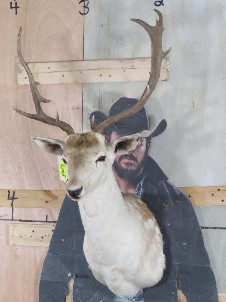 Spotted Fallow Sh Mt TAXIDERMY (1 of 11)