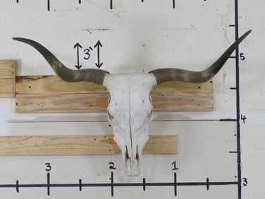 Natural Longhorn Sh Mt 40 34/4" Spread TAXIDERMY