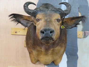 Very Nice African Forest Buffalo Sh Mt TAXIDERMY