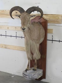 1/2 Body Aoudad TAXIDERMY