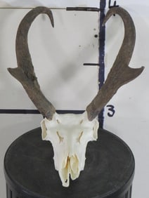 Pronghorn Skull TAXIDERMY