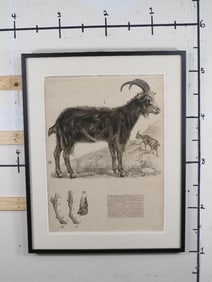 Very Big Print of Old Spanish Educational Zoology Poster ART PRINT