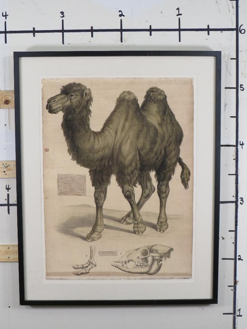 Very Big Print of Old Spanish Educational Zoology Poster ART PRINT (1 of 11)