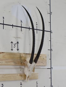 Nice Scimitar Horn Oryx Skull w/All Teeth *TX RES ONLY* TAXIDERMY