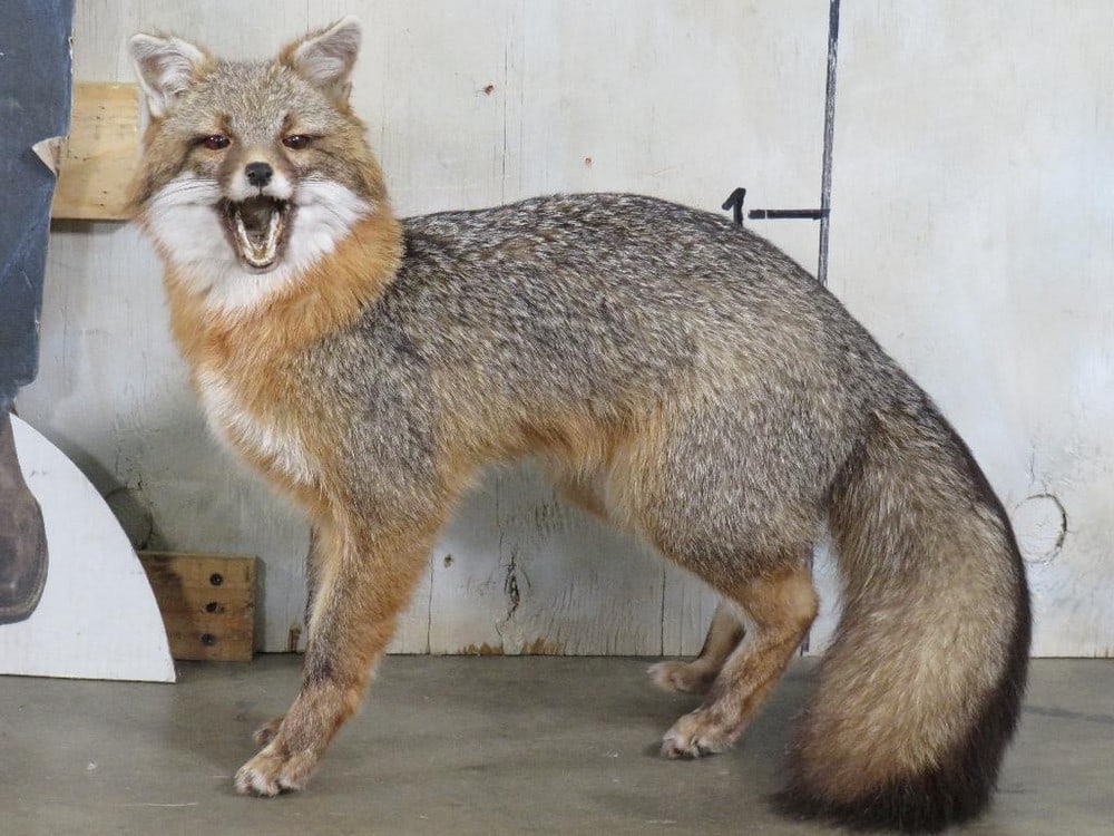 Lifesize Grey Fox *No Base* TAXIDERMY (1 of 10)