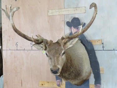 Super Cool Non Typical Elk Sh Mt TAXIDERMY