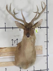 Russa Deer Sh Mt TAXIDERMY