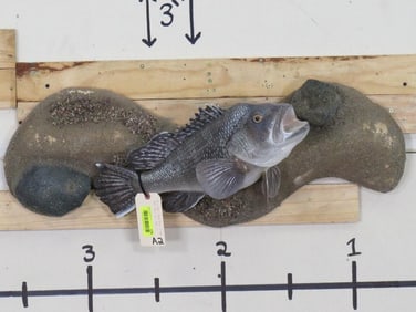 Nice Black Bass on Water Scene TAXIDERMY