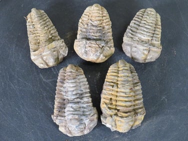 5 Natural Moroccan Tribal Fossil Specimens from Devonian Era ROCKS/FOSSILS/MINERALS