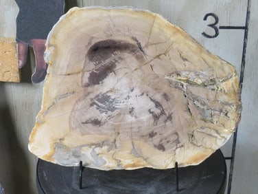 Beautiful Petrified Wood Slab/Slice w/Stand from Sweet Home, Oregon. ROCKS&MINERALS