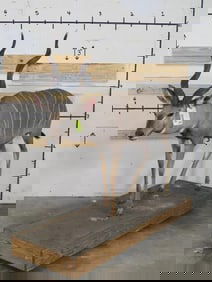 Really Nice Lifesize Lesser Kudu on Base w/wheels TAXIDERMY