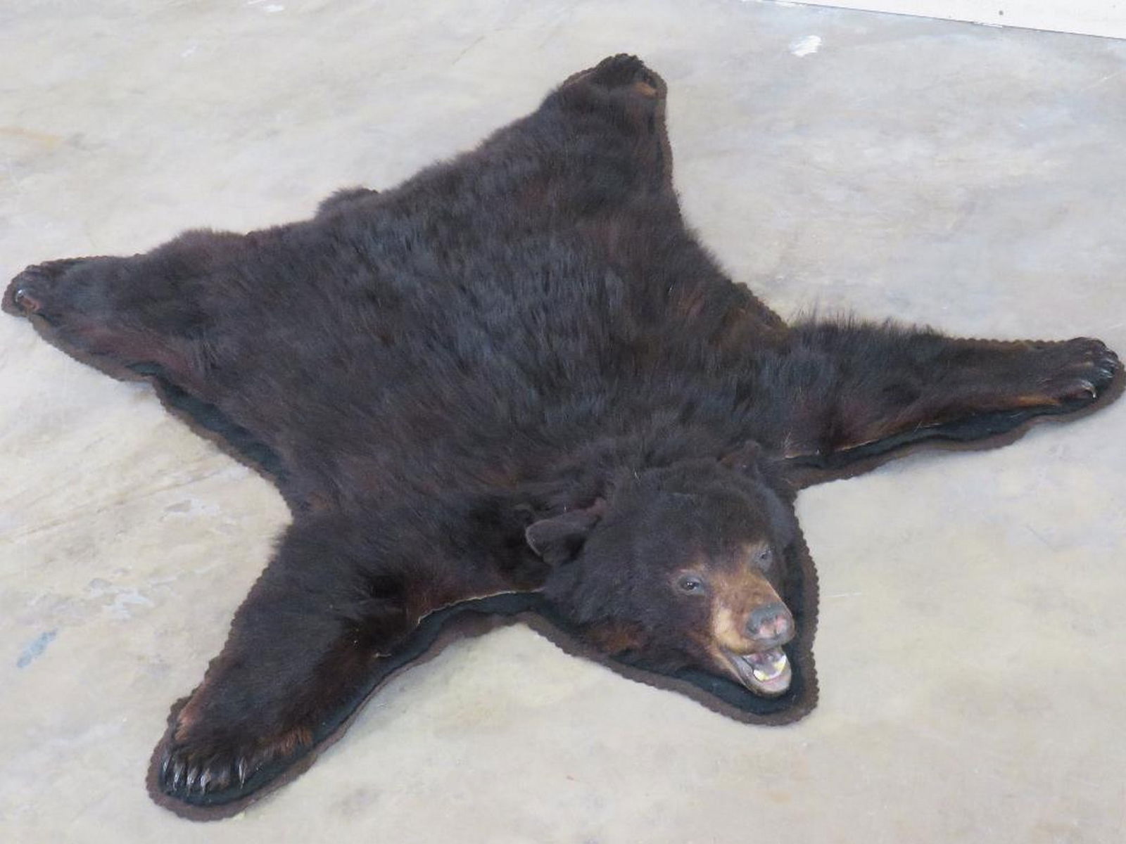 Nice Felted Black Bear Rug w/Mounted Head and All Claws TAXIDERMY (1 of 12)