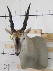 Eland Sh Mt TAXIDERMY