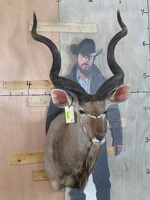 Kudu Sh Mt TAXIDERMY