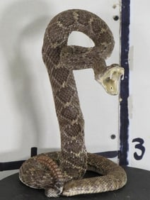 Lifesize Striking Rattlesnake "Western Diamondback" TAXIDERMY