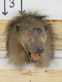 Vintage Baboon Sh Mt TAXIDERMY