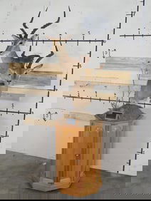 Double Impala Pedestal Mt w/Wheel & Storage on Base TAXIDERMY