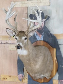 Nice/Heavy 17 Pt Whitetail Sh Mt on Plaque TAXIDERMY