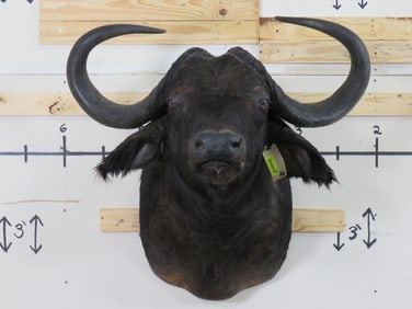 Cape Buffalo Sh Mt w/40.5"Spread TAXIDERMY