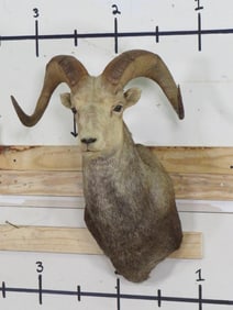 Stone Sheep Sh Mt TAXIDERMY