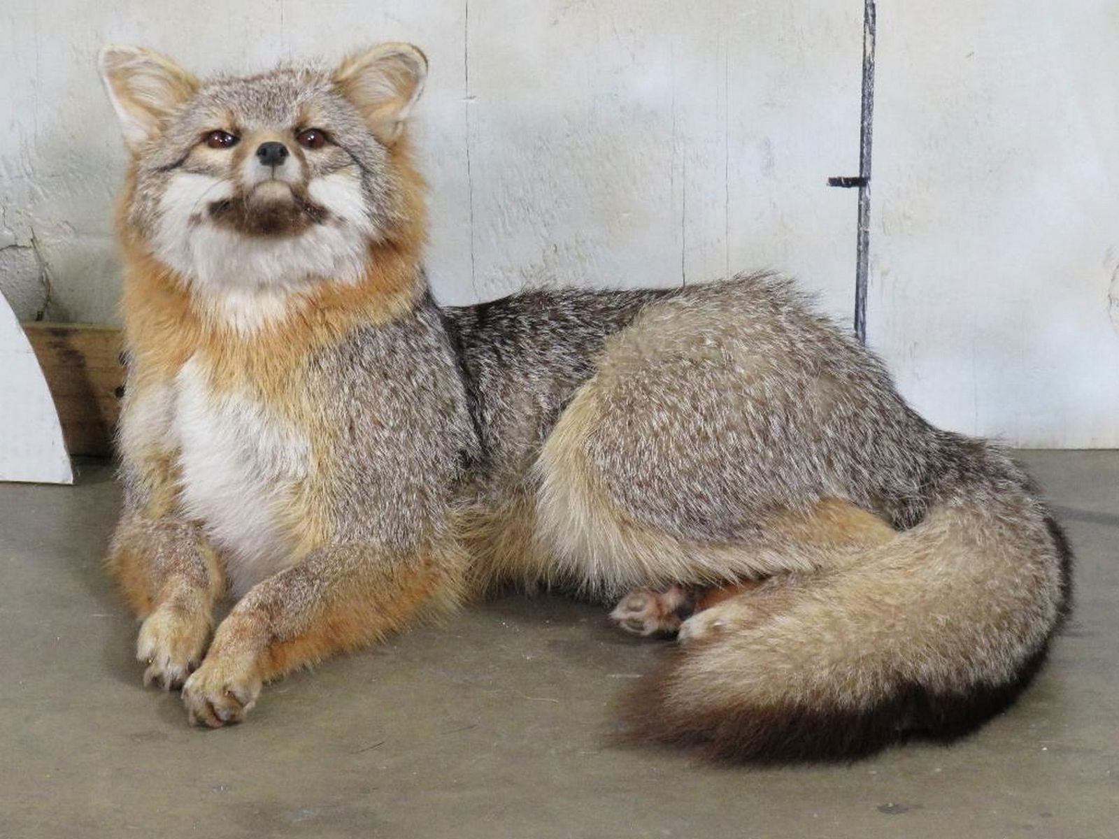 Very Nice Lifesize Laying Grey Fox TAXIDERMY (1 of 10)