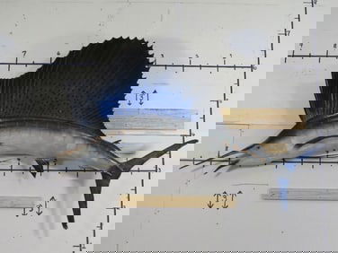Big Vintage Sail Fish Mt TAXIDERMY