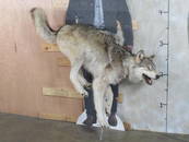 Lifesize Running Wolf *No Base* TAXIDERMY