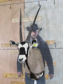 Gemsbok Sh Mt TAXIDERMY