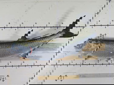 Huge Tarpon Fish Mt TAXIDERMY