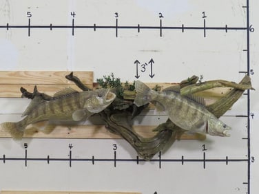 2 Walleye Fish on Very Nice Natural Wood Scene w/Magnetic Crawfish TAXIDERMY