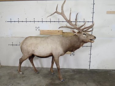 Lifesize Elk w/Real Antlers TAXIDERMY
