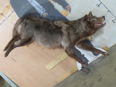 Beautiful Lifesize Running Wolf on Bolt *No Base* TAXIDERMY