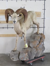 Lifesize Bighorn Sheep on Base TAXIDERMY