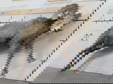 Lifesize Bighorn Sheep w/Real Horns *No base TAXIDERMY