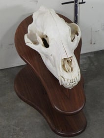 Very Nice and Big Brown Bear Skull on Wood Pedestal w/All Teeth TAXIDERMY