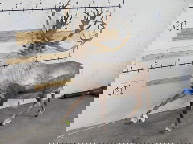 Lifesize Caribou w/Removable Repro Horns *No Base TAXIDERMY