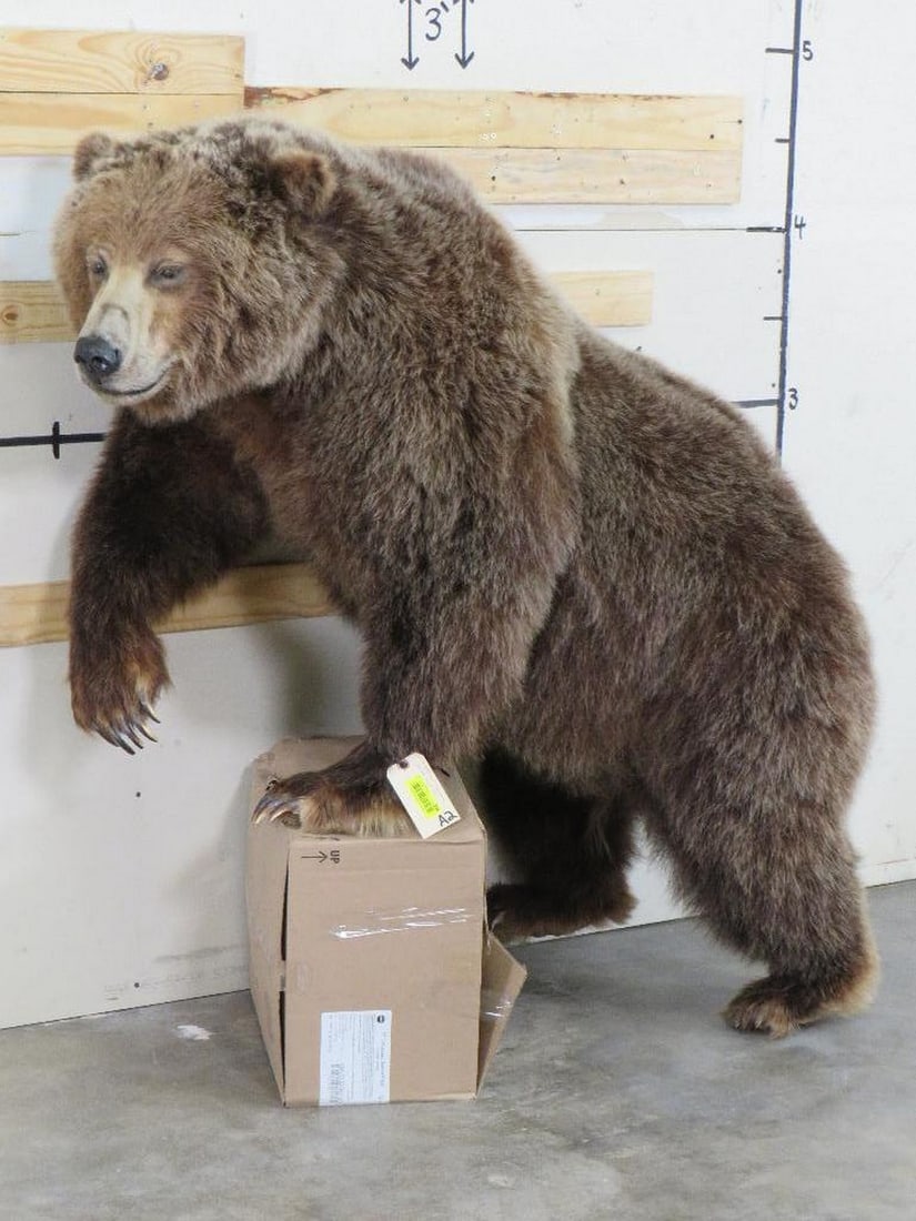 Really Big, Nice Lifesize Brown Bear w/Huge Head and all Claws *No base TAXIDERMY (1 of 16)