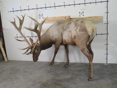 Lifesize Elk w/Real Antlers TAXIDERMY
