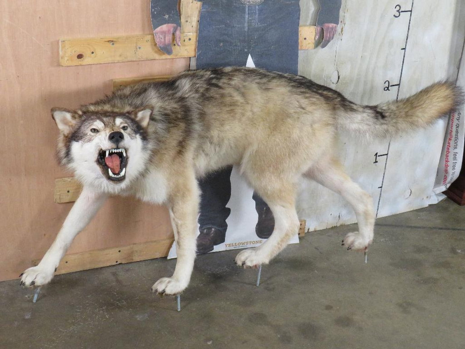 Very Nice Lifesize Snarling Wolf on Bolts TAXIDERMY (1 of 13)