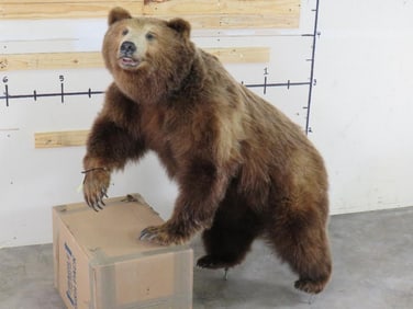 Lifesize Brown Bear w/Large Claws *No base TAXIDERMY