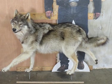 Beautiful Lifesize Wolf on Bolts *No Base* TAXIDERMY