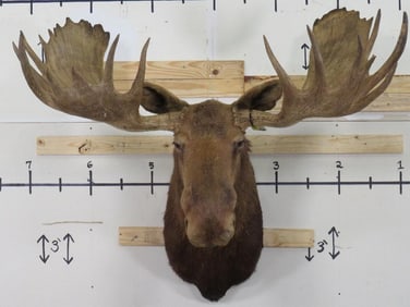 Moose Sh Mt w/XL Rack 60 1/8" Spread TAXIDERMY